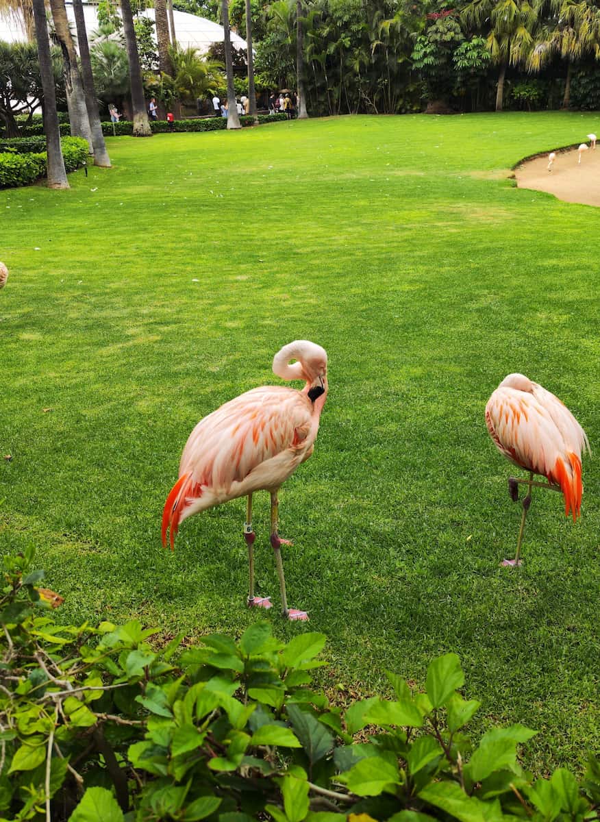 Loro Park, Tenerife Loro Park, Tenerife