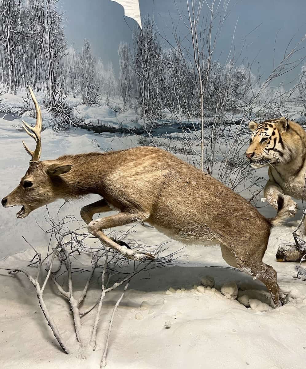 Milan, Natural History Museum Milan, Natural History Museum