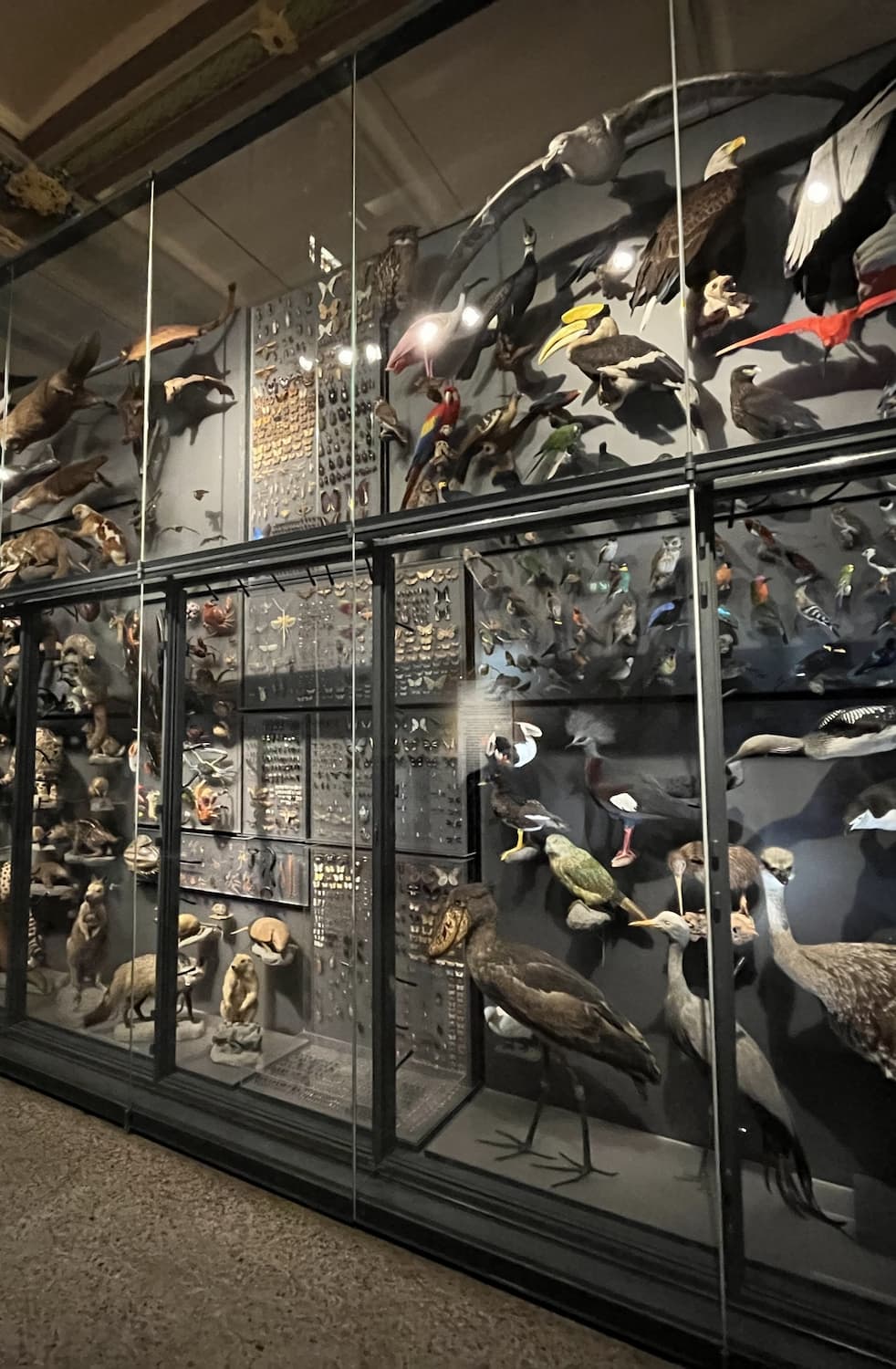 Natural History Museum, Berlin Natural History Museum, Berlin