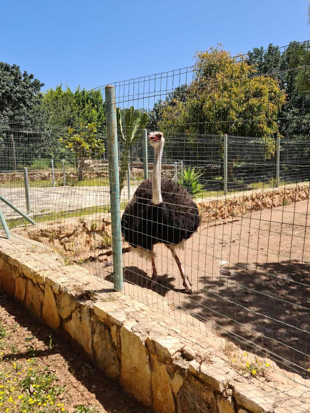 Paphos Zoo Ostrich, Cyprus Paphos Zoo Ostrich, Cyprus