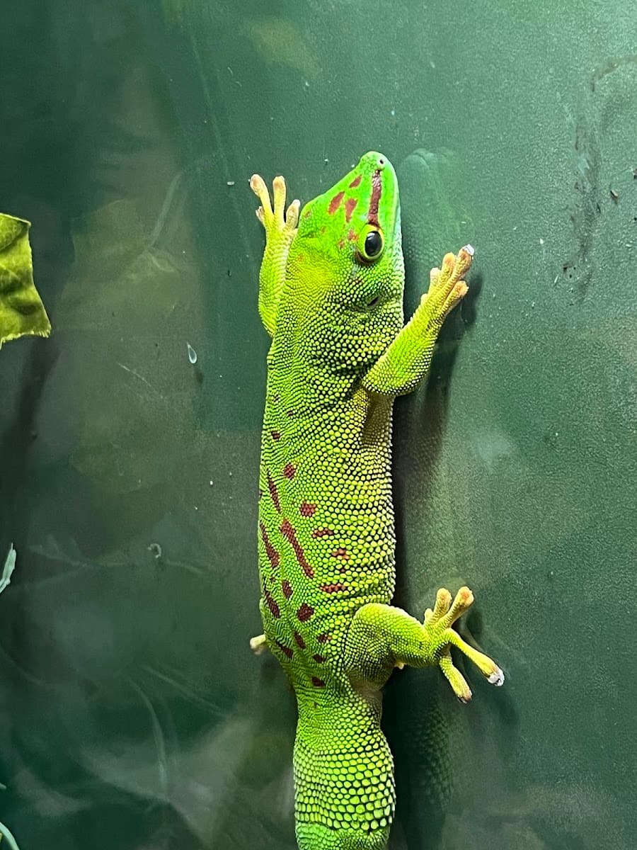 Phelsuma Grandis Gecko, Aquaworld Aquarium Phelsuma Grandis Gecko, Aquaworld Aquarium