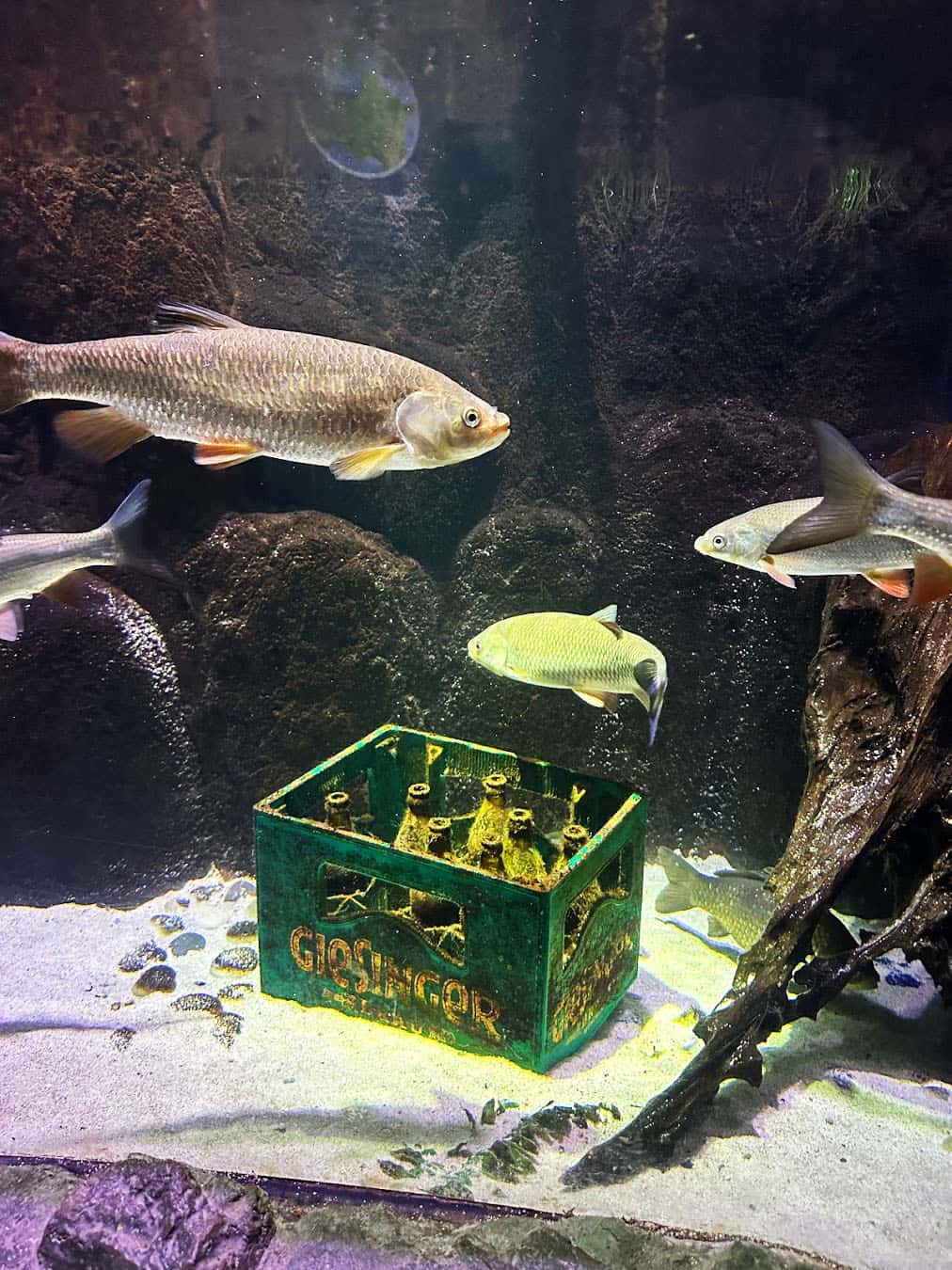Sea Life Munich Fishes Sea Life Munich Fishes