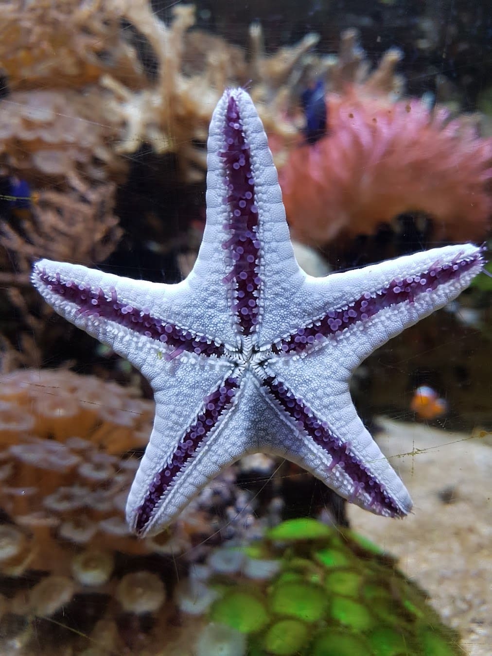 Sea Life Munich Star Sea Life Munich Star