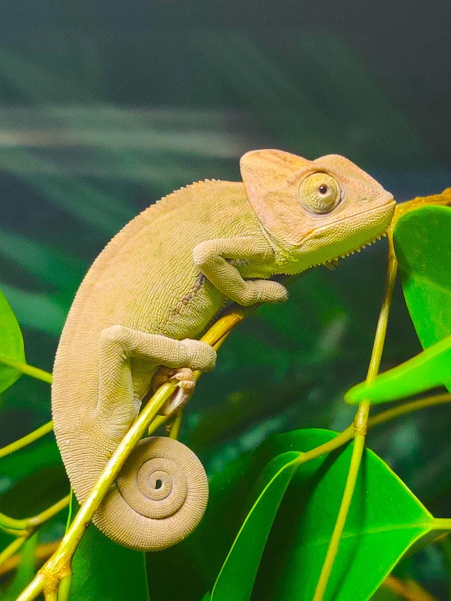 Senegal chameleon, Aquaworld Aquarium Senegal chameleon, Aquaworld Aquarium