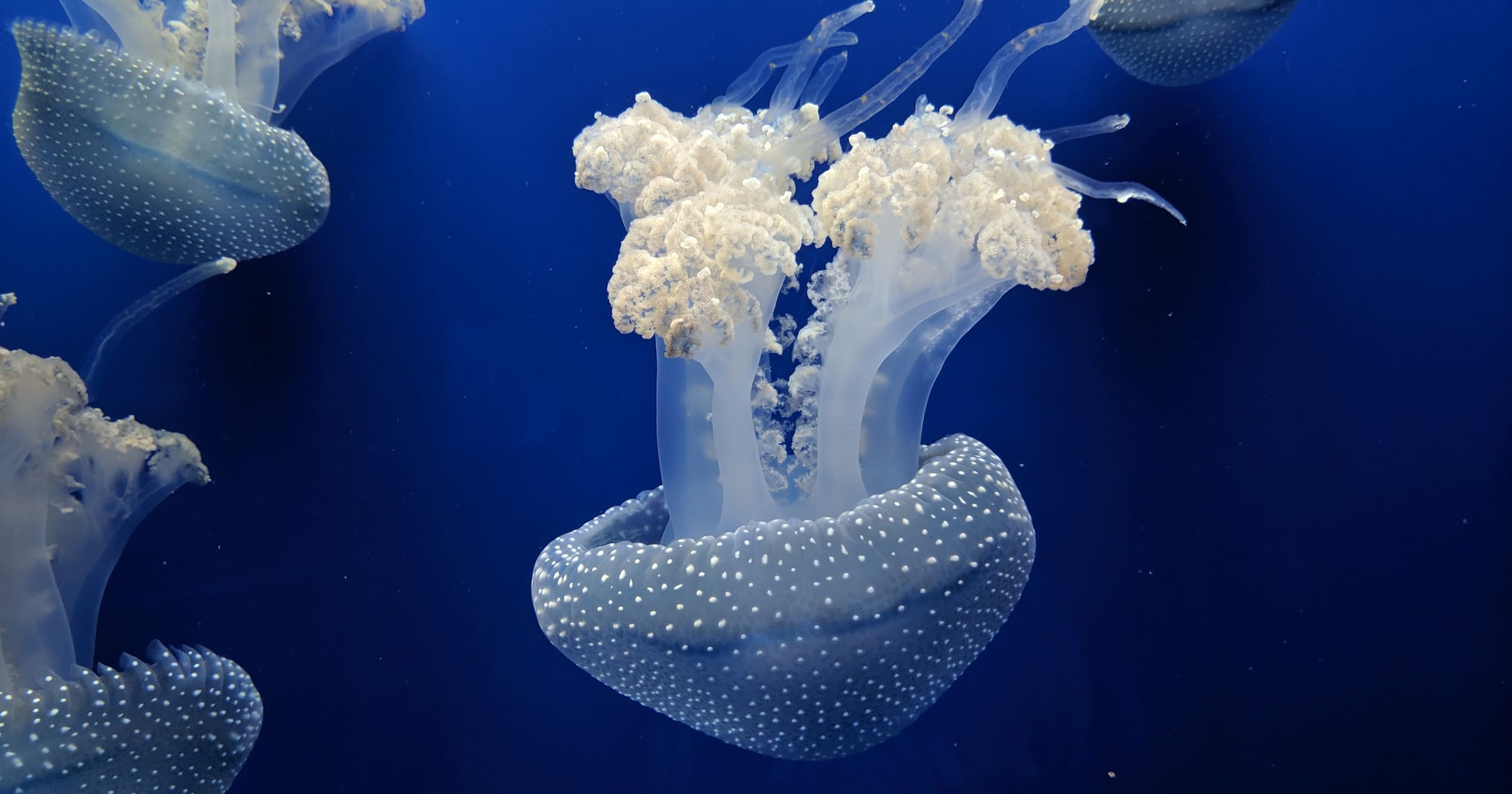 Seville Aquarium