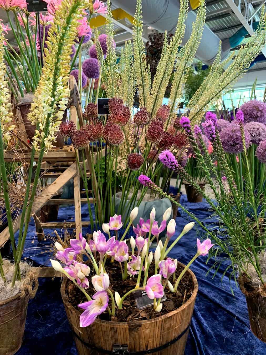 The Harrogate Spring Flower Show The Harrogate Spring Flower Show