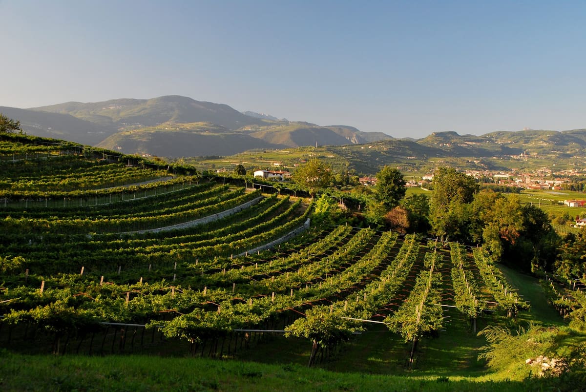 The vineyards of Verona The vineyards of Verona