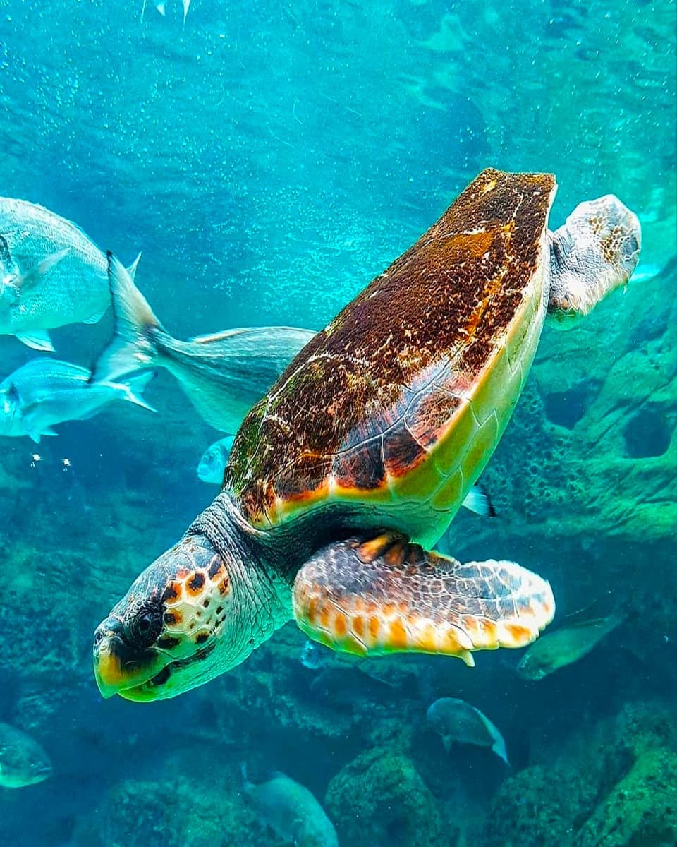 Turtle at CretAquarium Turtle at CretAquarium