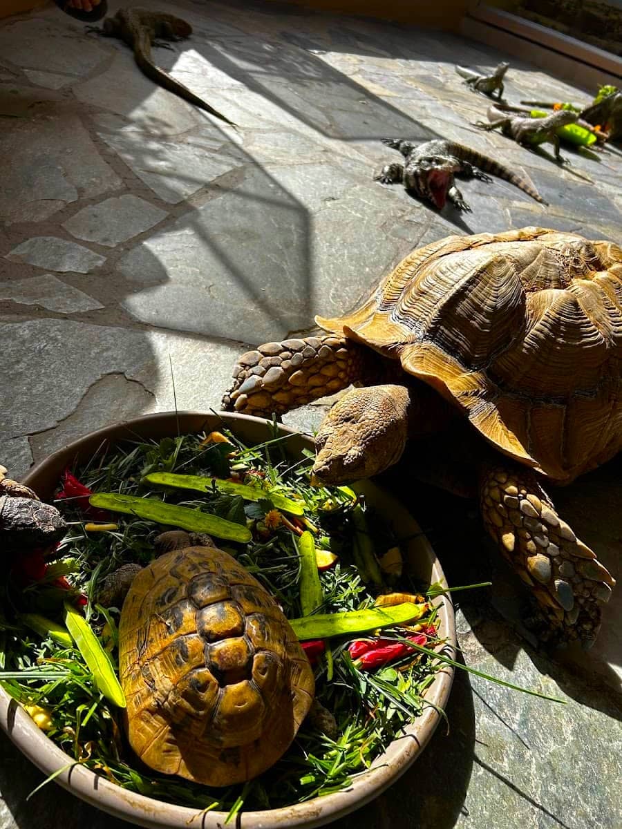 Turtles, Aquaworld Aquarium Turtles, Aquaworld Aquarium
