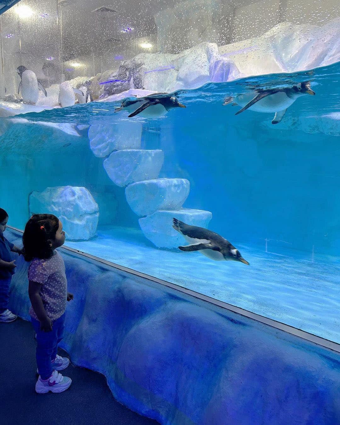 Underwater Zoo, Dubai Underwater Zoo, Dubai
