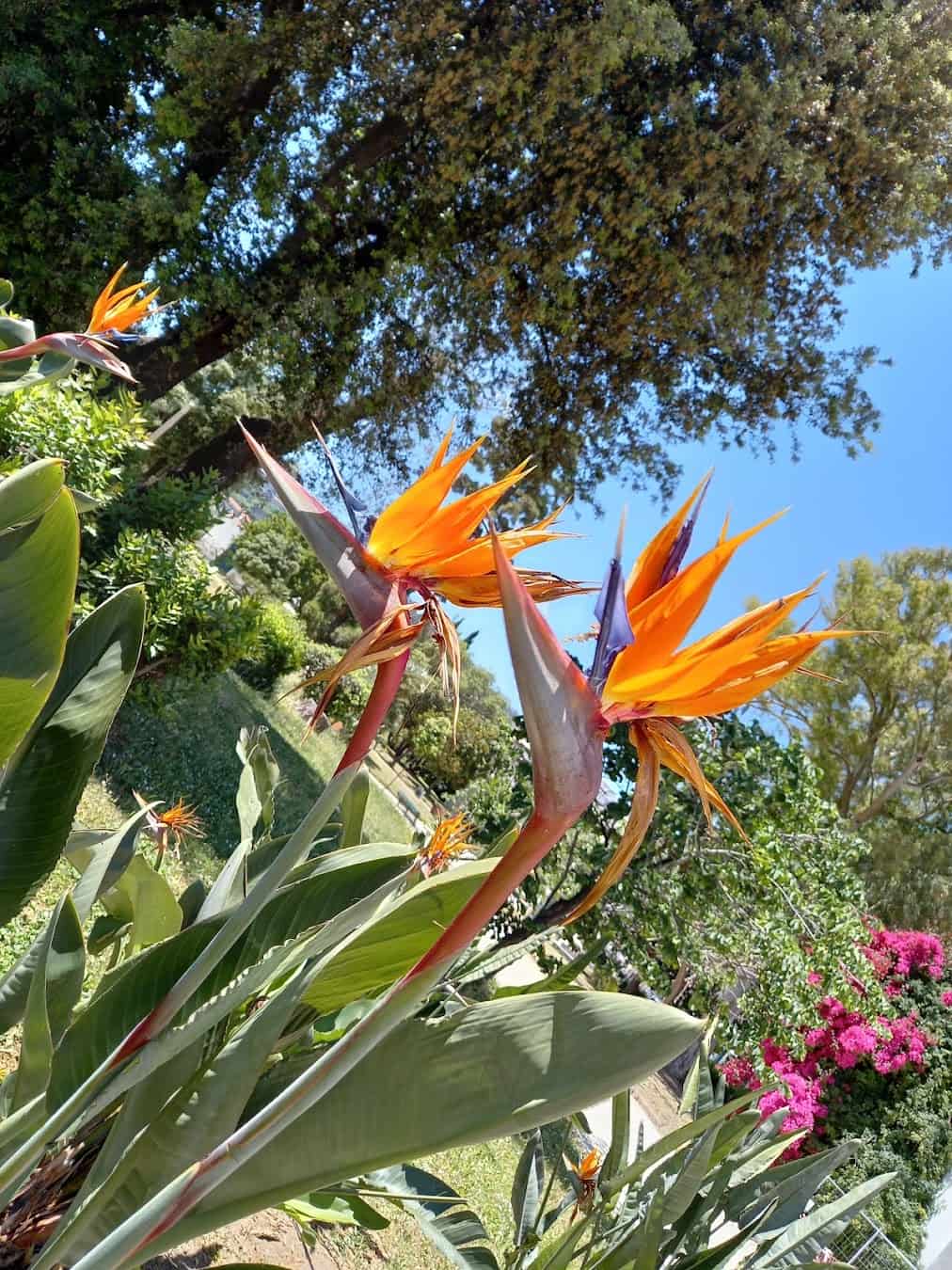 Villa Comunale Flowers, Italy Villa Comunale Flowers, Italy