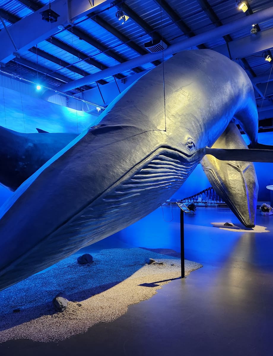 Whales of Iceland Exhibition Whales of Iceland Exhibition