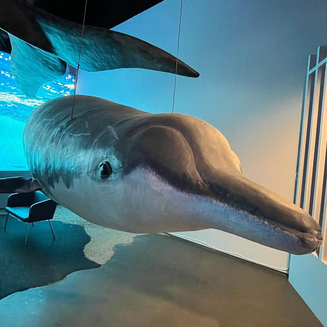 Whales of Iceland Exhibition Whales of Iceland Exhibition