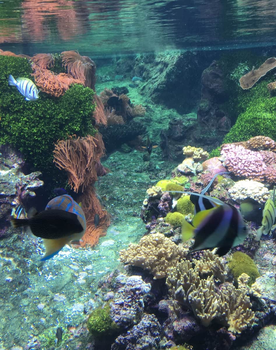 Acquario di Genova Acquario di Genova