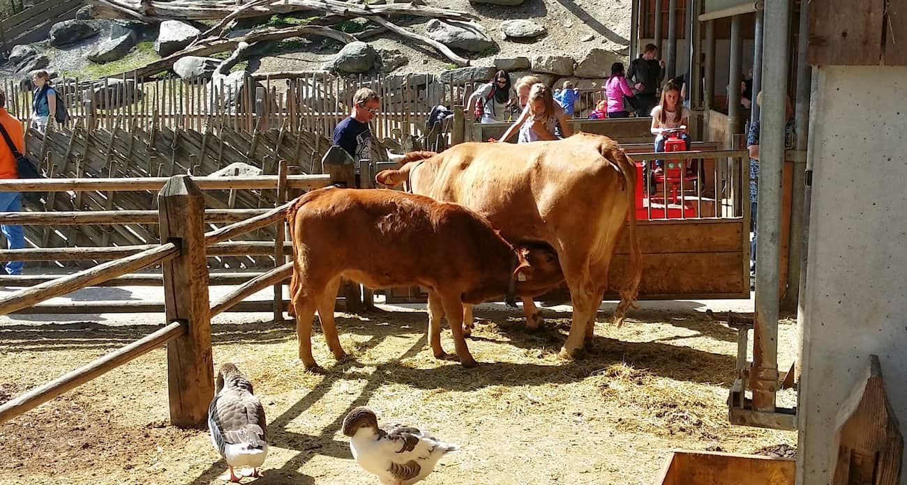 Alpine Zoo, Innsbruck