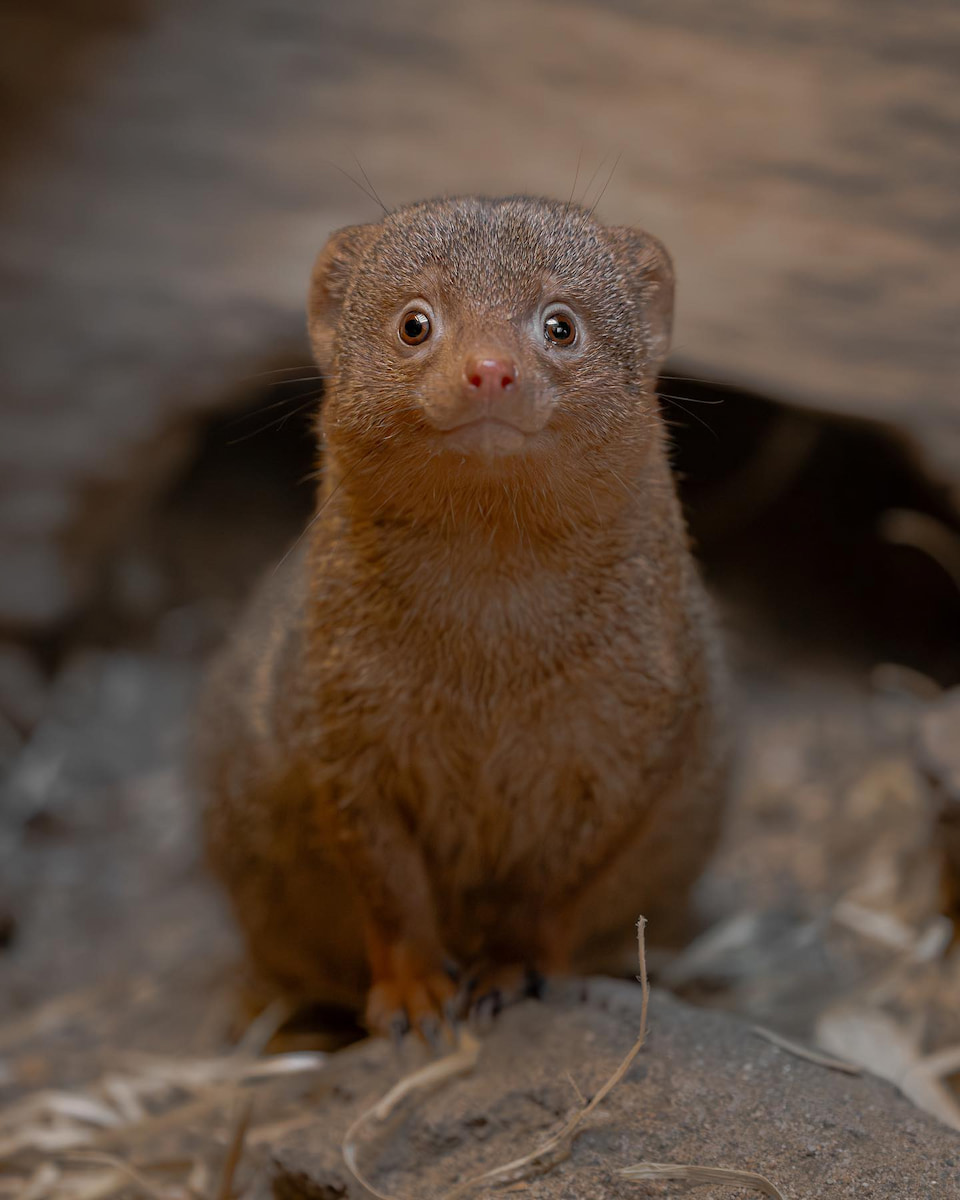 Amsterdam, Artis Zoo, Dwarf mongoose Amsterdam, Artis Zoo, Dwarf mongoose
