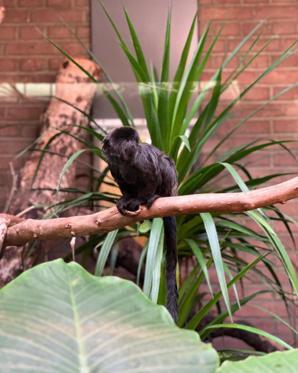 Amsterdam, Artis Zoo, Geldi's marmoset Amsterdam, Artis Zoo, Geldi's marmoset
