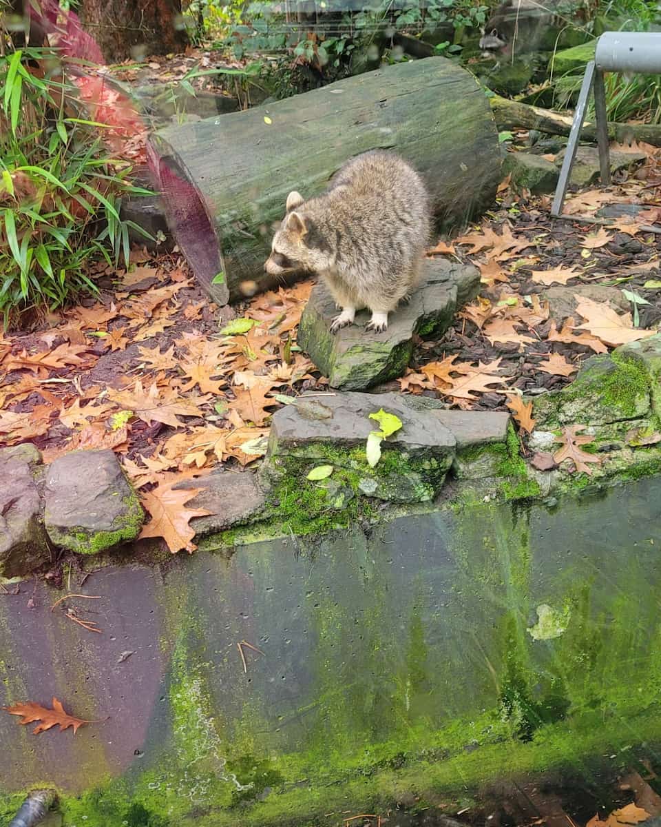 Amsterdam, Artis Zoo, Raccoon Amsterdam, Artis Zoo, Raccoon