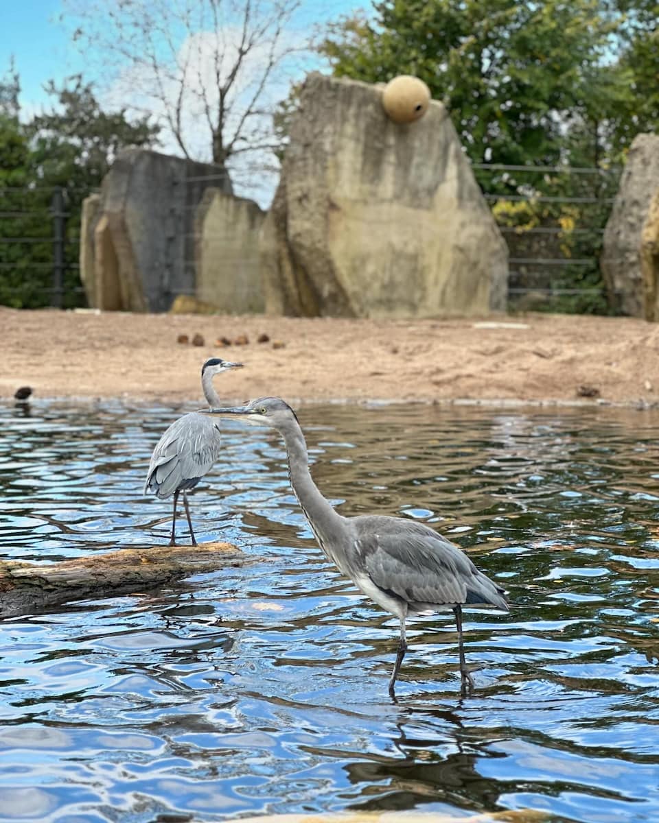 Amsterdam, Artis Zoo, The Grey Heron Amsterdam, Artis Zoo, The Grey Heron