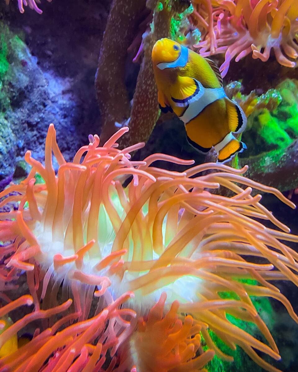 Anemonefishes in National Marine Aquarium, Plymouth Anemonefishes in National Marine Aquarium, Plymouth
