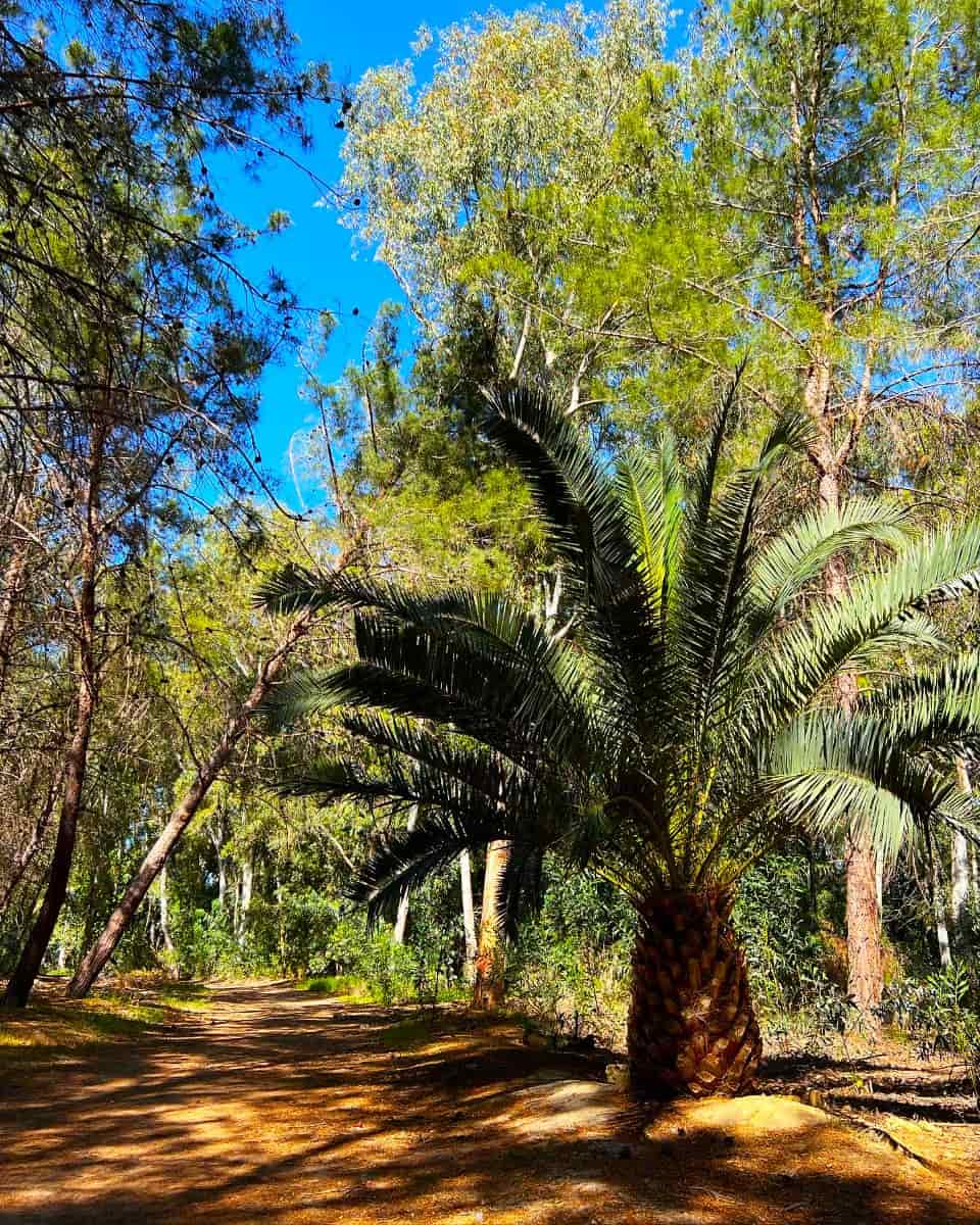 Athalassa National Forest Park, Nicosia Athalassa National Forest Park, Nicosia
