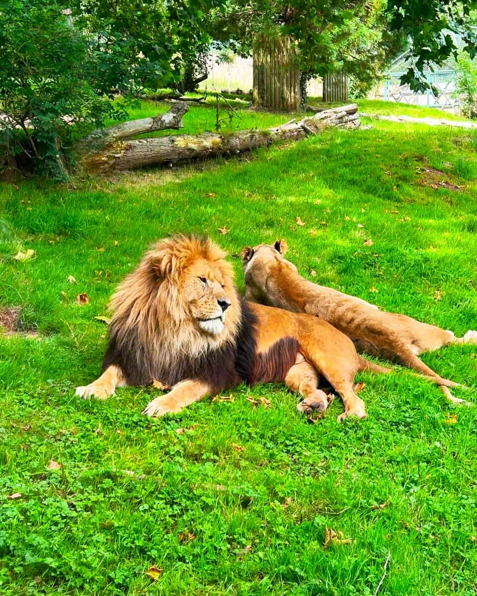 Barbary lion, Paignton Zoo, Devon Barbary lion, Paignton Zoo, Devon
