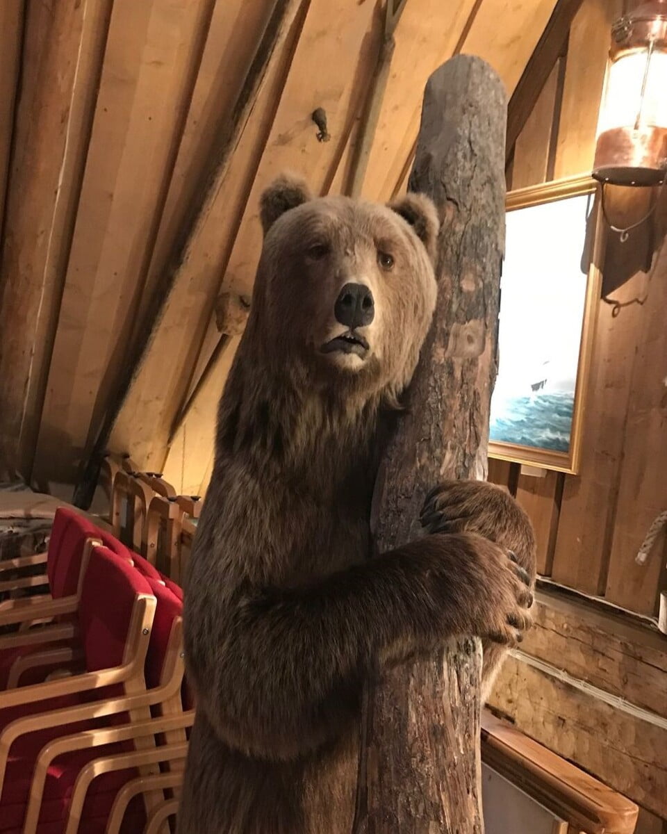 Bear in Polar Museum, Tromso Bear in Polar Museum, Tromso