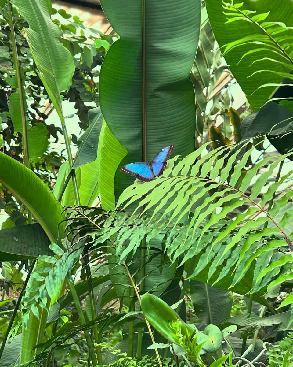 Benalmadena: Mariposario Benalmadena: Mariposario