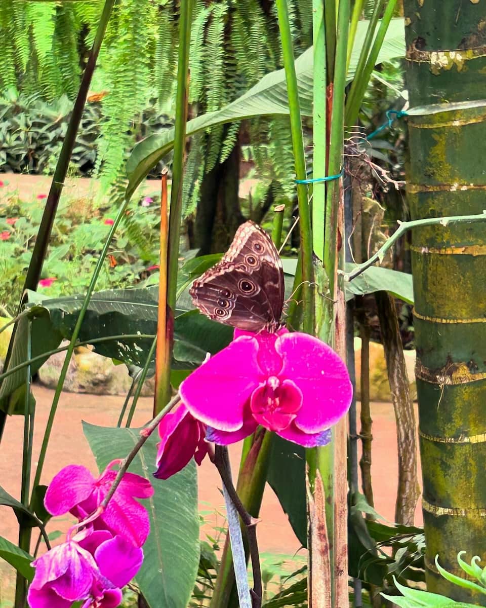 Benalmadena: Mariposario Benalmadena: Mariposario