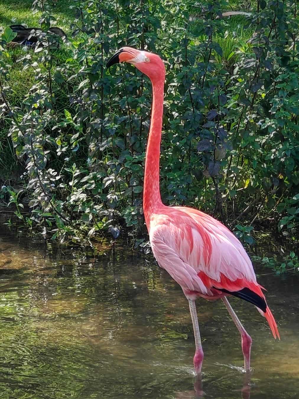 Birdland Park and Gardens Flamingo, England Birdland Park and Gardens Flamingo, England