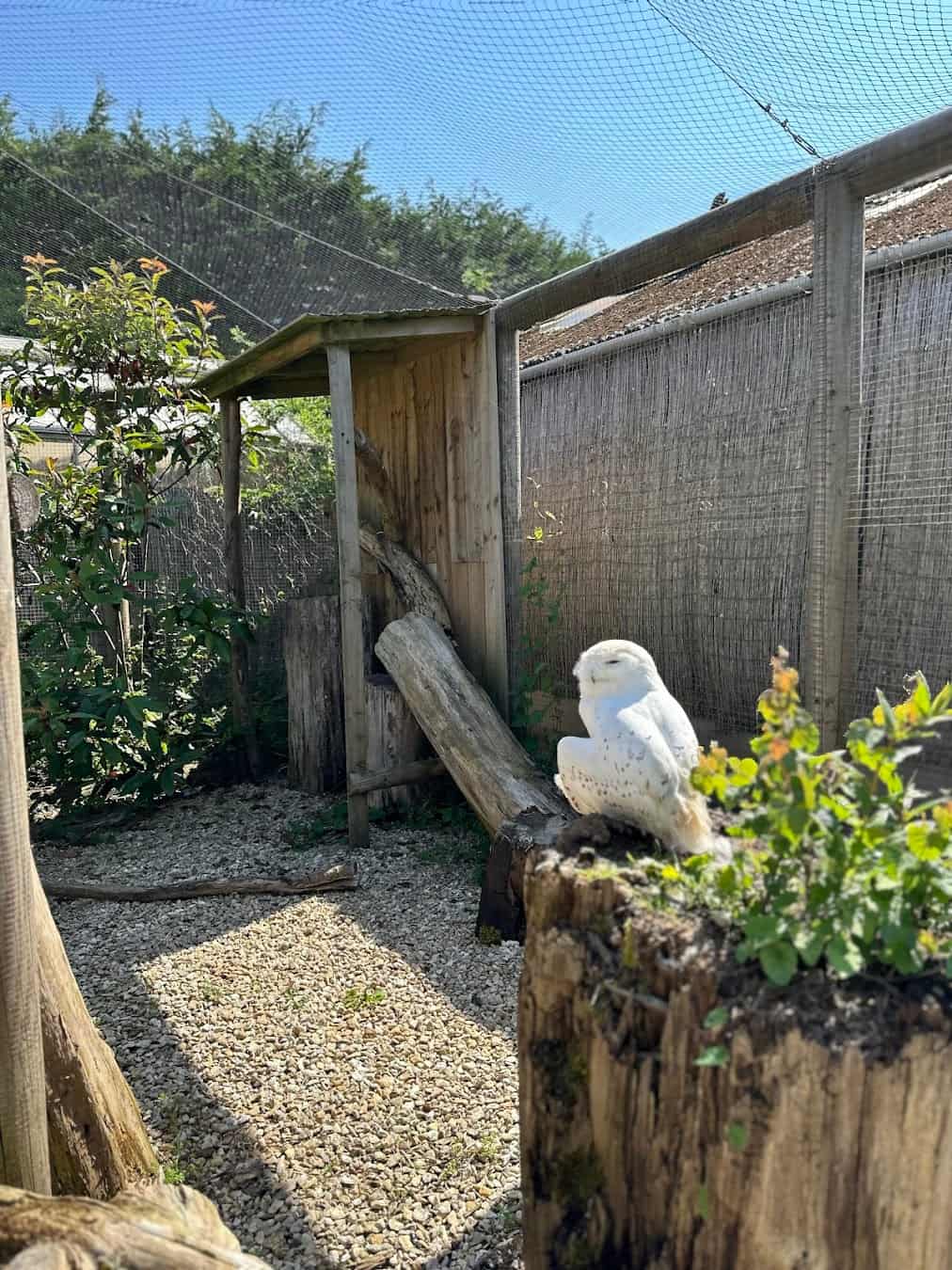 Birdland Park and Gardens Owl, England Birdland Park and Gardens Owl, England