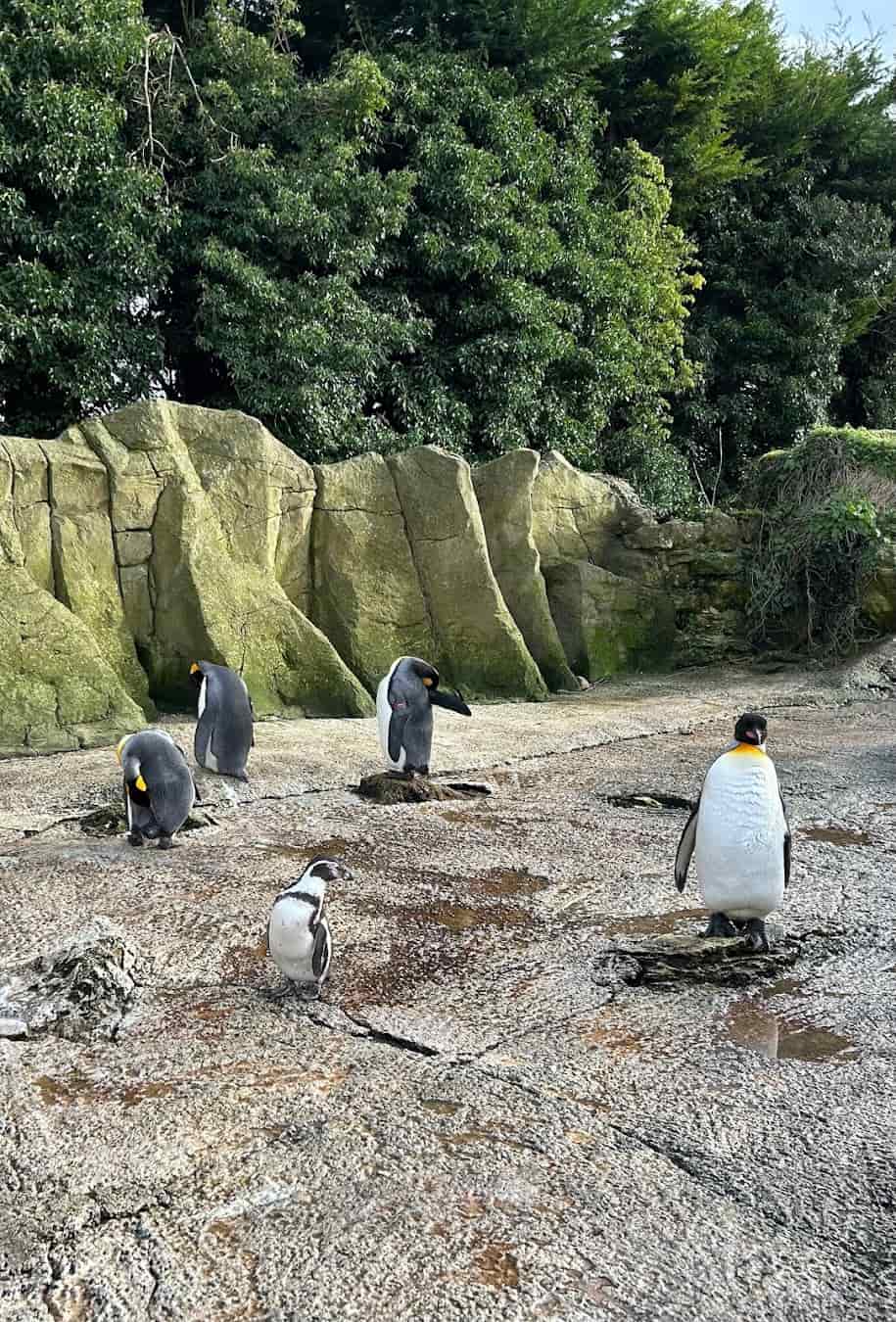 Birdland_Park_and_Gardens_Penguin_England4 Birdland Park and Gardens Penguin, England