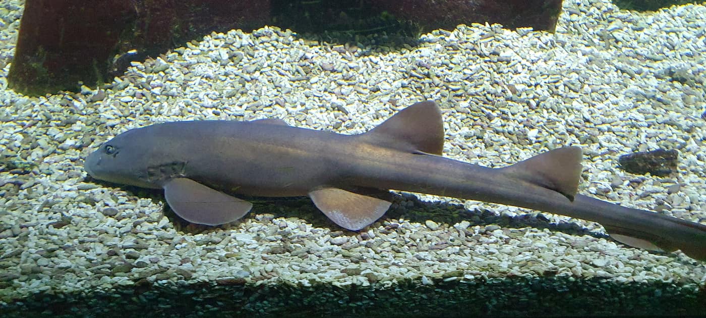 Blue Reef Aquarium