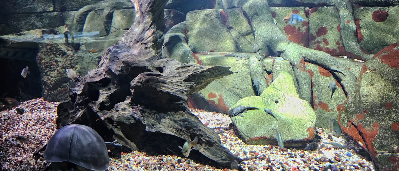 Blue Reef Aquarium