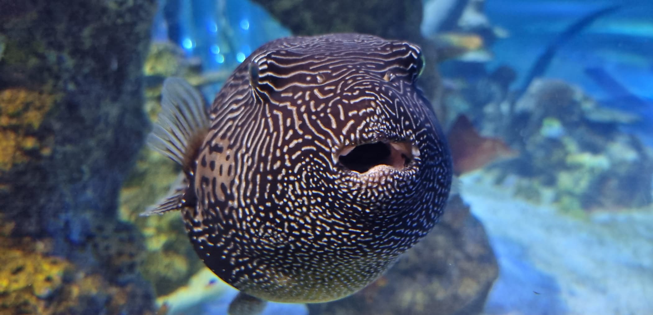 Blue Reef Aquarium