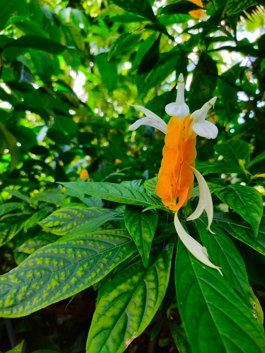 Botanical Garden, Dresden Botanical Garden, Dresden