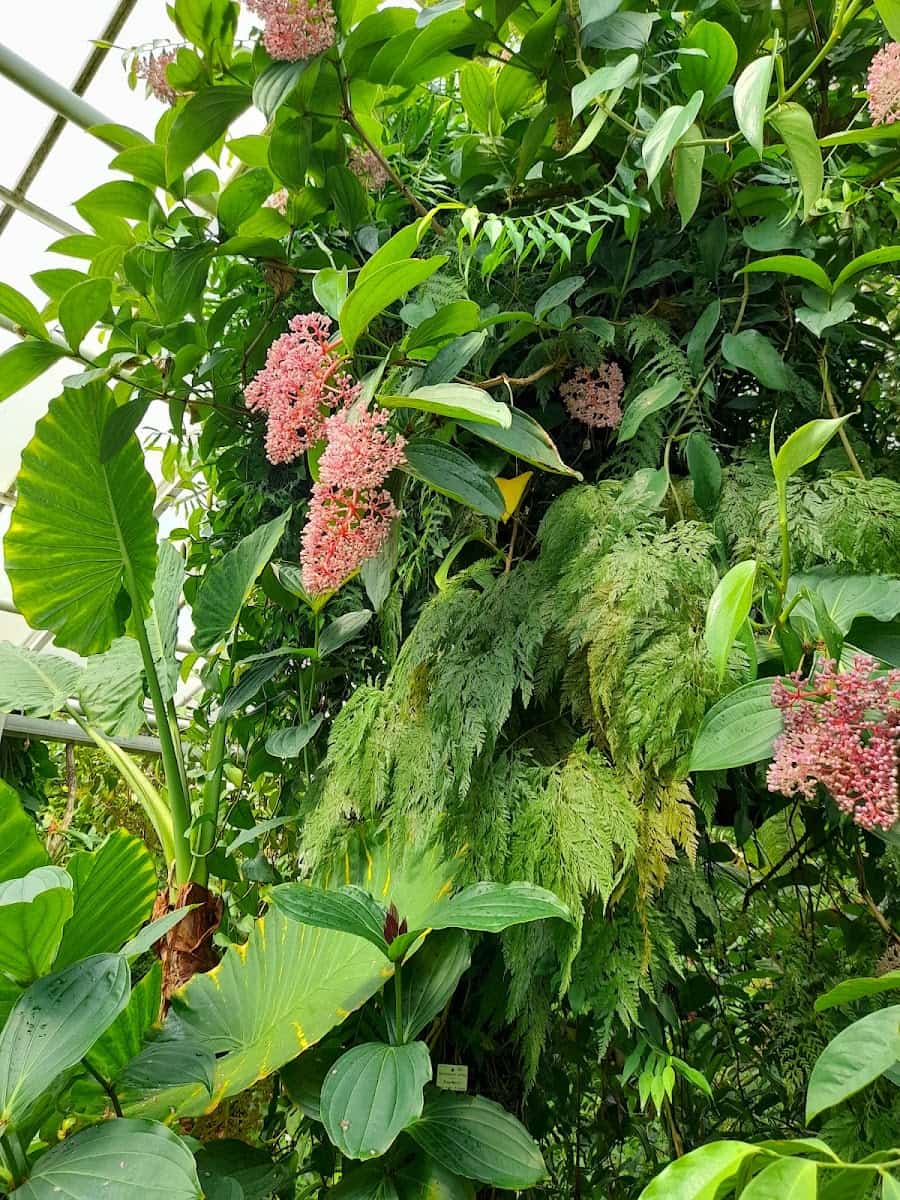 Botanical Garden, Dresden Botanical Garden, Dresden