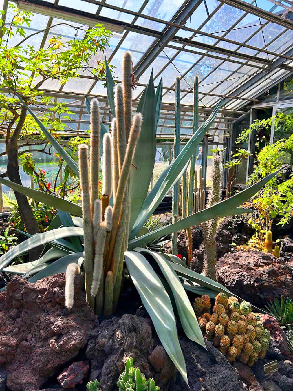 Botanical Garden Inside Greenhouse, Switzerland Botanical Garden Inside Greenhouse, Switzerland