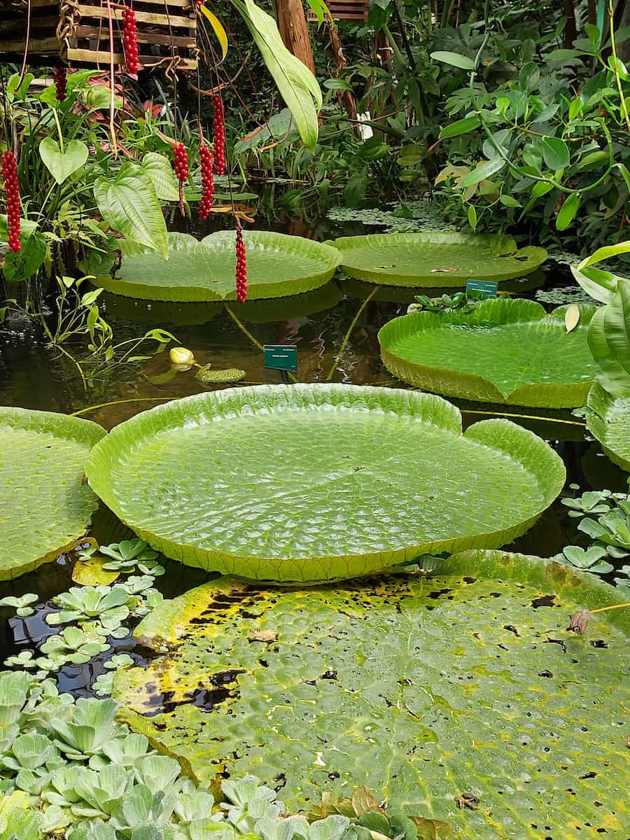 Botanical Gardens at Utrecht University Botanical Gardens at Utrecht University
