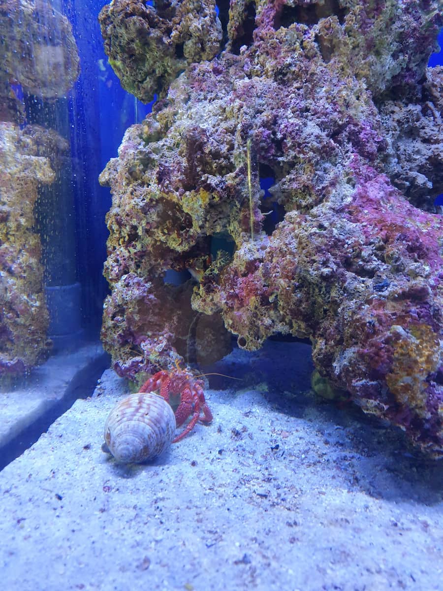 Cala Gonone Aquarium Sardinia Cala Gonone Aquarium Sardinia