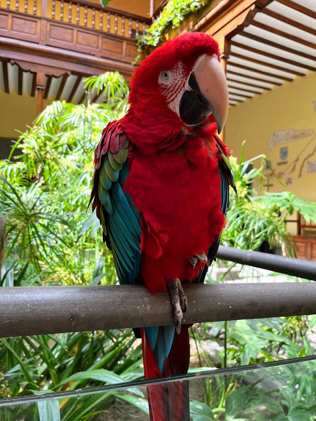 Casa de Colón Parrot, Las Palmes Casa de Colón Parrot, Las Palmes