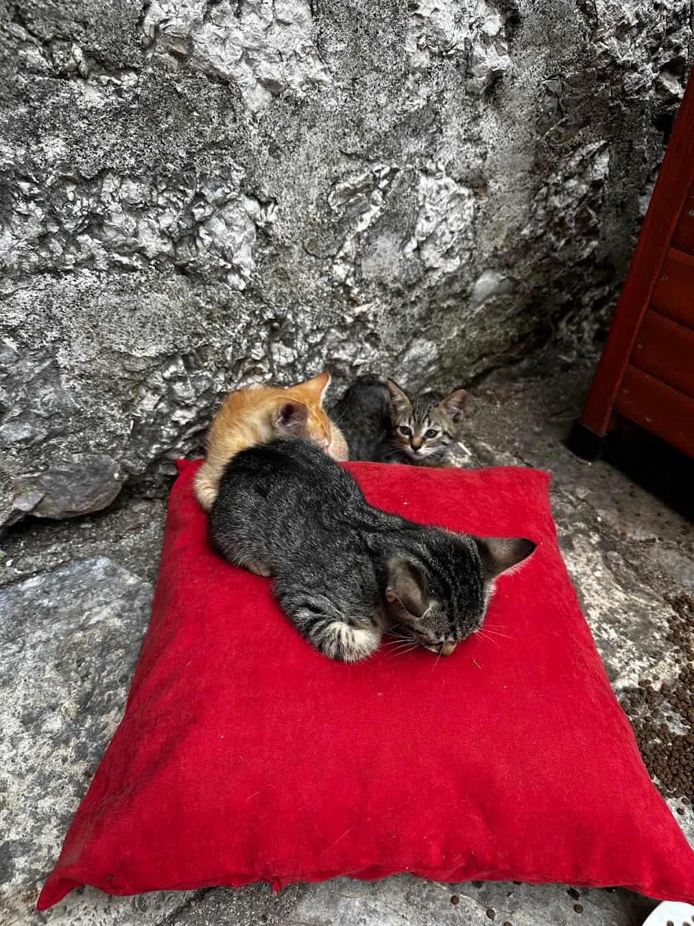 Cat Museum Resting Cats, Montenegro Cat Museum Resting Cats, Montenegro