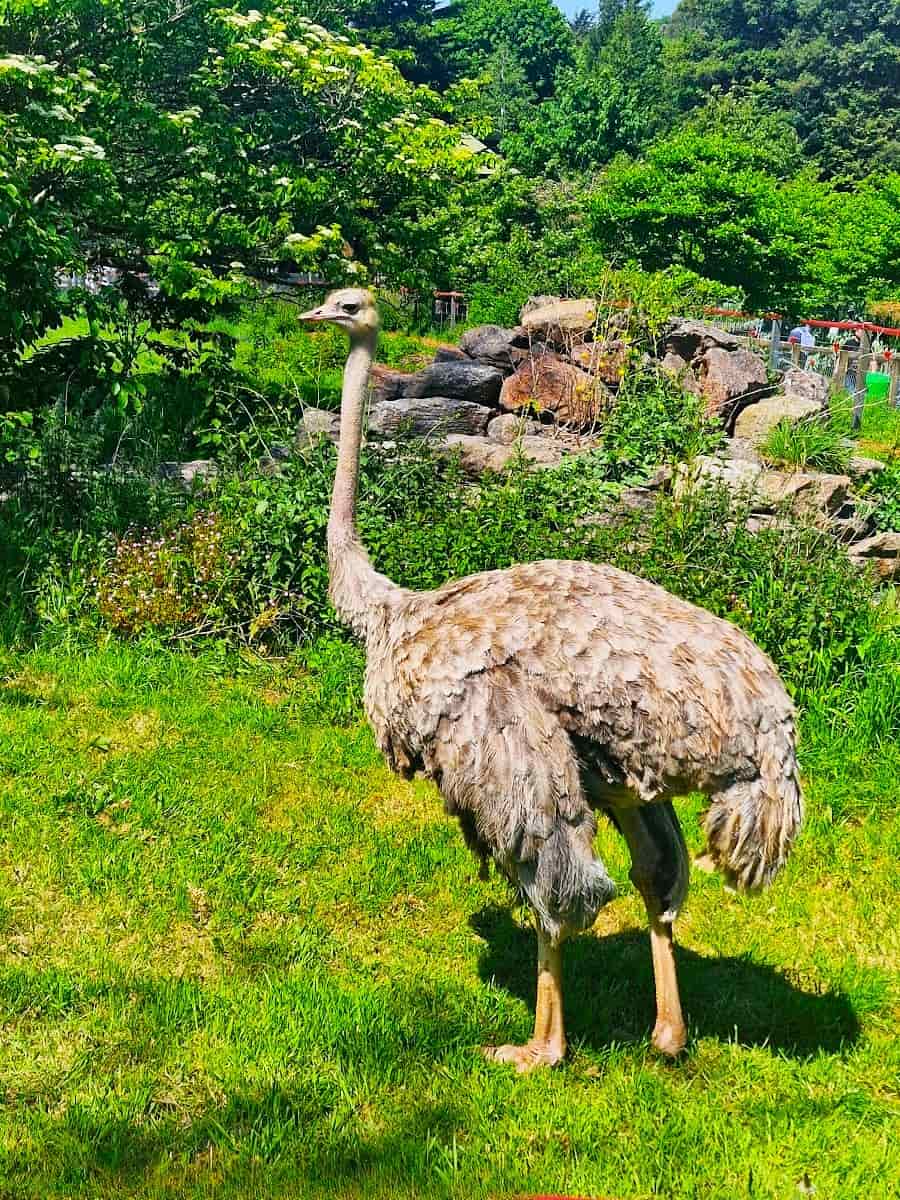 Common ostrich, Paignton Zoo, Devon Common ostrich, Paignton Zoo, Devon