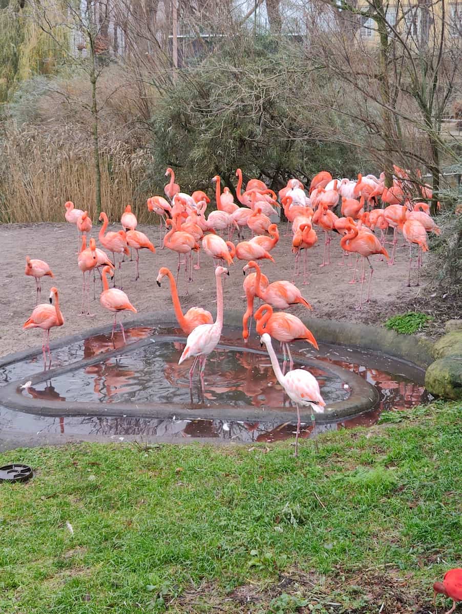 Copenhagen Zoo Copenhagen Copenhagen Zoo Copenhagen