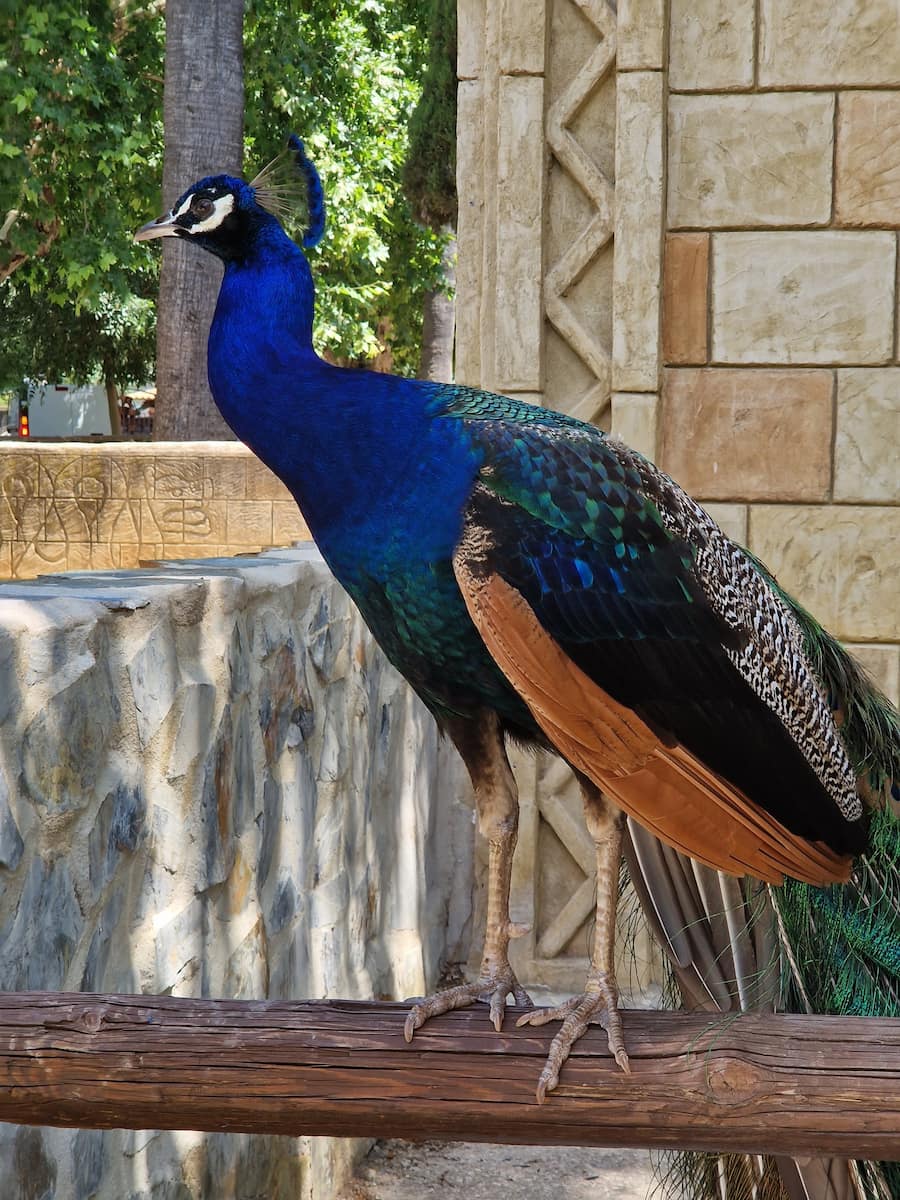 Córdoba Zoo Córdoba Zoo