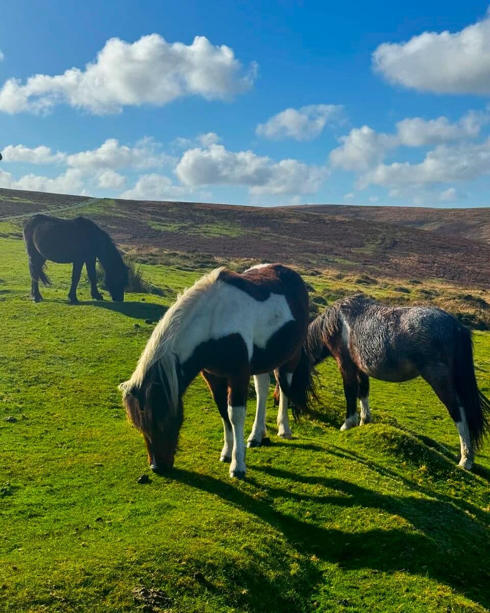Dartmoor National Park Dartmoor National Park