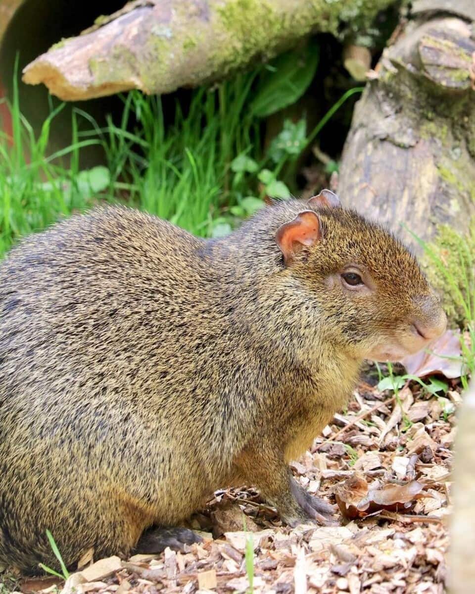 Azara's agouti in Eurasian lynx in Dartmoor Zoological Park, Plymouth Azara's agouti in Eurasian lynx in Dartmoor Zoological Park, Plymouth