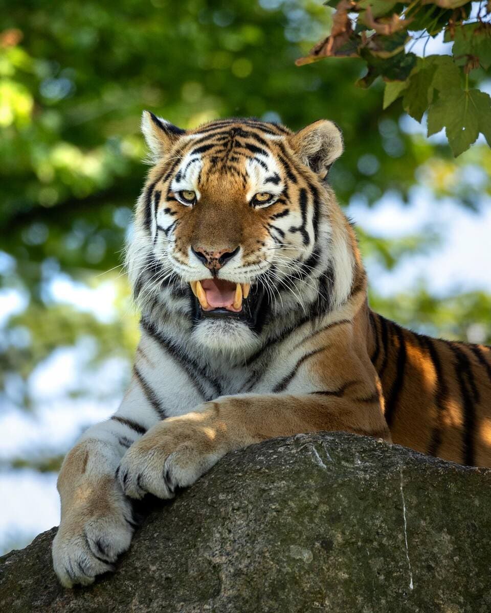 Siberian Tiger in Dartmoor Zoological Park, Plymouth Siberian Tiger in Dartmoor Zoological Park, Plymouth