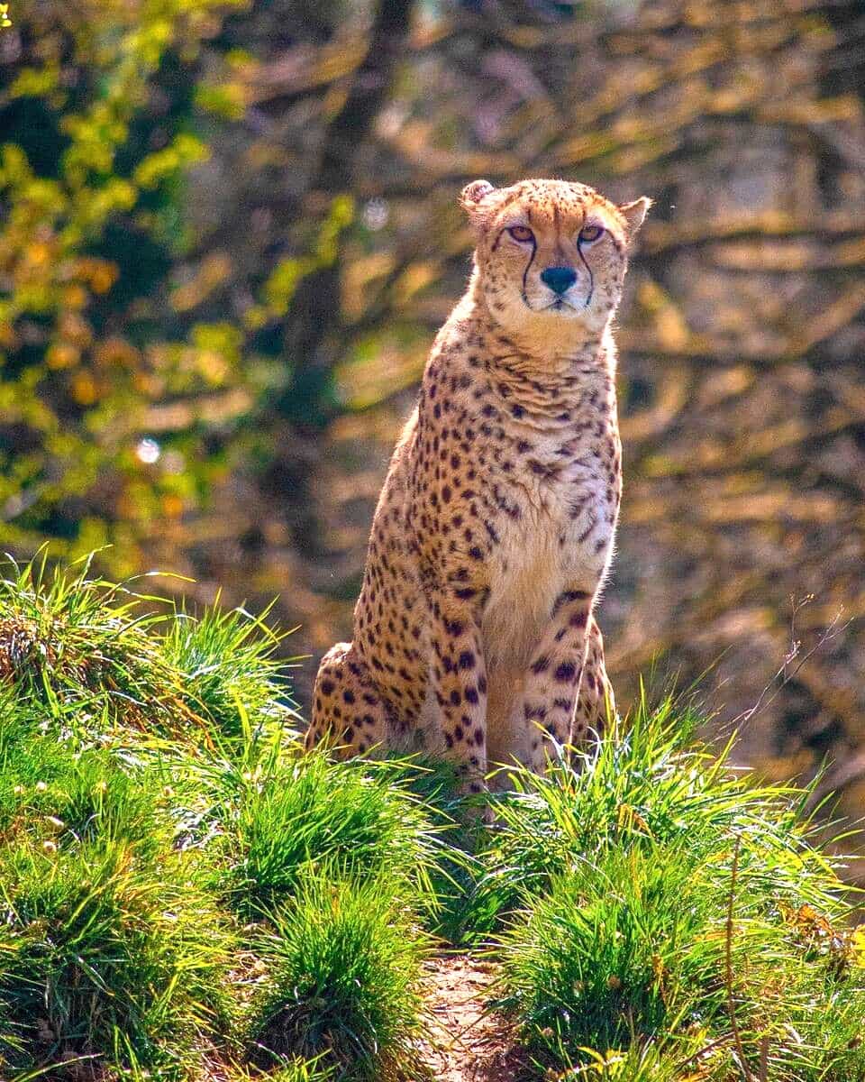 South African cheetah in Dartmoor Zoological Park, Plymouth South African cheetah in Dartmoor Zoological Park, Plymouth