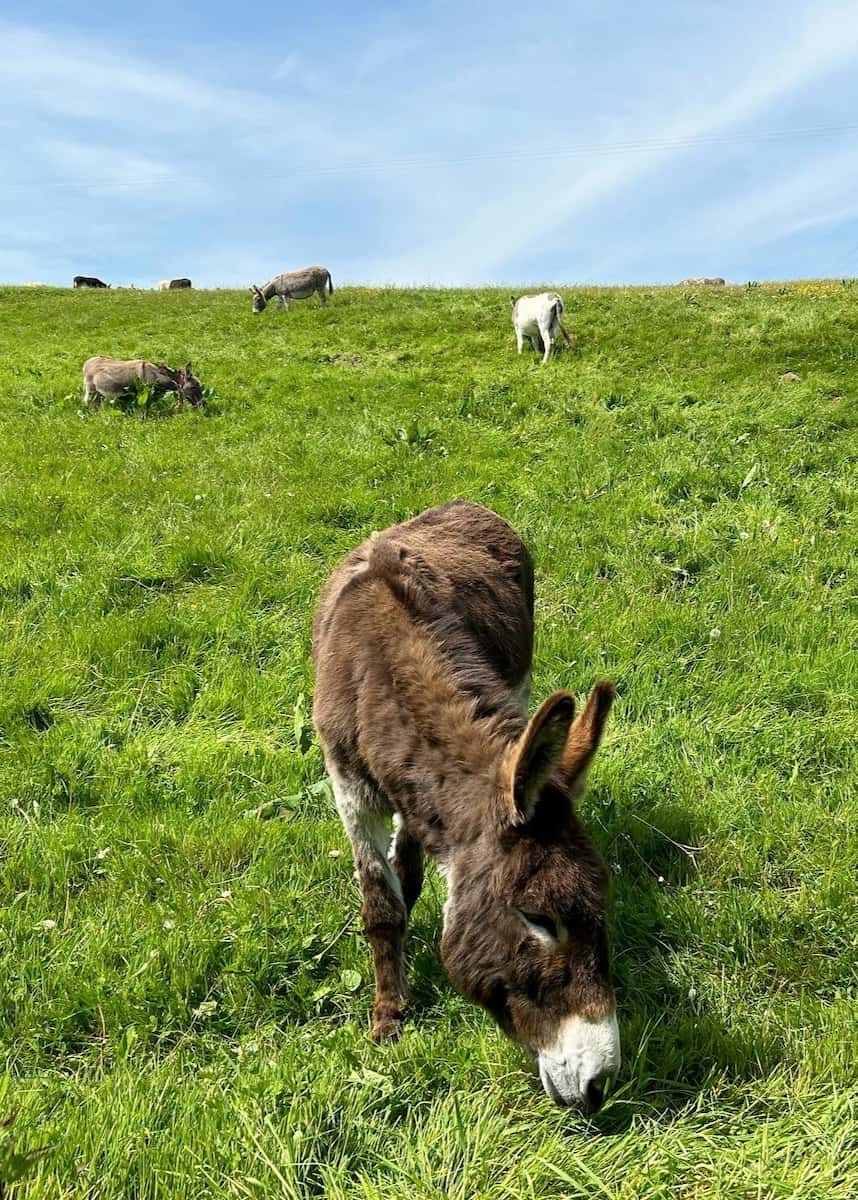 Donkey Sanctuary, Exeter Donkey Sanctuary, Exeter